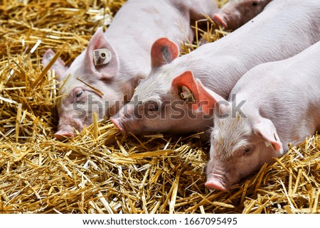 Baby piglet in the farm. Group of mammal in the stall.