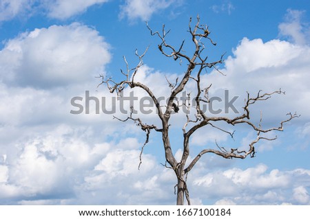Dry tree without leaves Background of sky and clouds