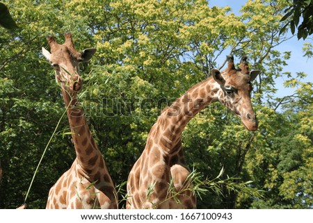 
The giraffe is the largest animal which, thanks to the length of its neck, can reach up to 5.50 m