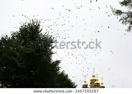 Birds flock in the sky near orthodox Christian church and green tree. Contrast edit. Copy space for message.