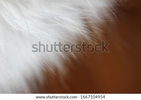 white animal hair with long hair close up