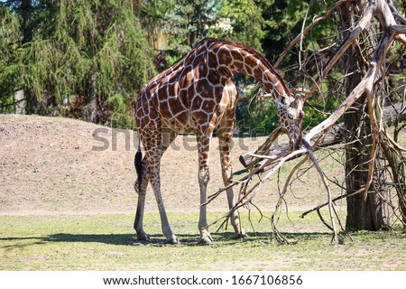 Giraffe sniffing a tree in a zoo