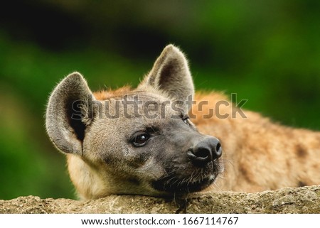 Hyenas wolf in the big forest