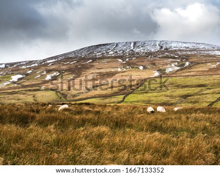 Sheep near Dead mans Hill. Yorkshire Dales