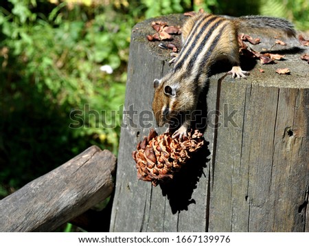 A small squirrel (chipmunk) catches a cedar cone falling from a stump in a forest in the country