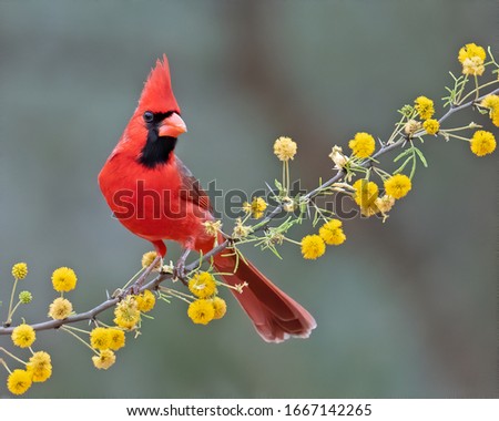 Portrait of a northern cardinal Royalty-Free Stock Photo #1667142265