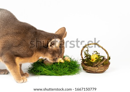 Blue abyssinian catt smelling Easter nest and looking on chicken in basket