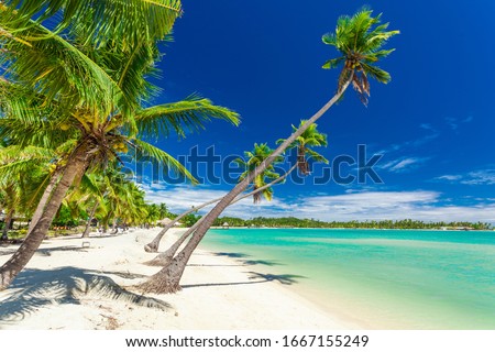 Palm trees on a white sandy beach at Plantation Island, Fiji, South Pacific. Royalty-Free Stock Photo #1667155249