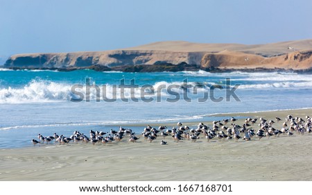 Seagulls on the shore at the seaside of Huarmey in Ancash region, Peru
