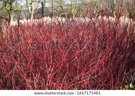 Red winter stems of the Cornus alba Elegantissima or Siberian dogwood.
