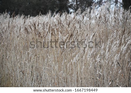 Phragmites australis, Marsh plant or Common Reed, in the city park.
