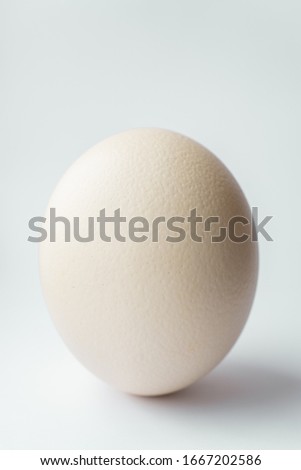 Ostrich egg on a white background. Large ostrich egg in an upright position on a white background.