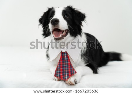 Very cute border collie puppy looking like a school girl, Brazil 2019.