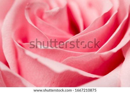 Tender rose flower in nature, floral art and botanical garden as background