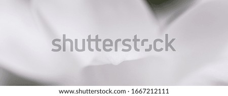 White daisy flower in bloom and floral petals in spring, nature and botanical background, macro close-up