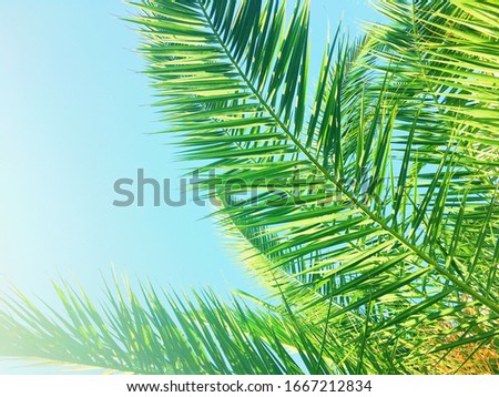 Palm tree leaves and the sky, summer travel and tropical nature as botanical background