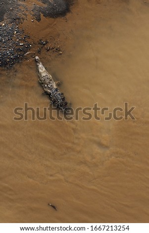 American crocodile in the waters of the Tarcoles River, Costa Rica. River animals