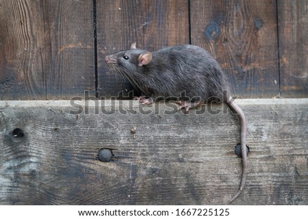 wild brown norway rat, rattus norvegicus, sitting on a board in a wooden wall Royalty-Free Stock Photo #1667225125