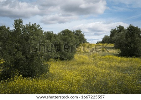 Beautiful olive trees landscape over a ground cloaked with colourful wildflowers in spring