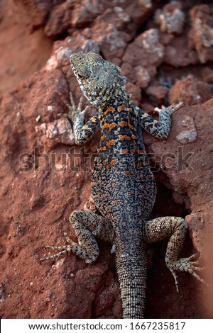 Lizard among the red rocks. Agama of Stoliczka (lat. Laudakia stoliczkana) is a lizard from the genus of Asian mountain agams.