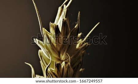 Ear of wheat Macro photo on a black background.