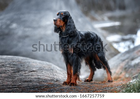 Setter Gordon stands against a background of gray rocks. Royalty-Free Stock Photo #1667257759