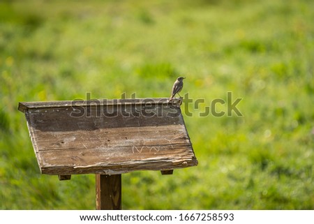 Little bird perched on a wooden sign