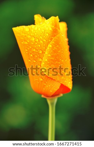 California Golden Poppy with Morning Dewdrops