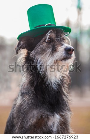 Funny dog celebrate St. Patrick day with green hat