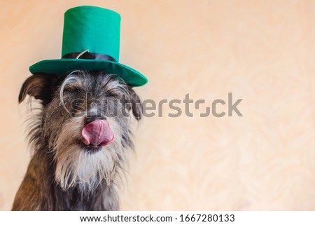 Funny dog tongue out celebrate St. Patrick day with green hat