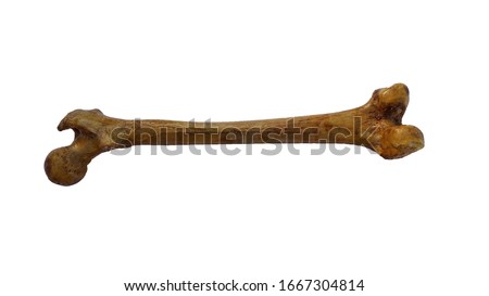 Femur bone of human on isolated white background, posterior view Royalty-Free Stock Photo #1667304814