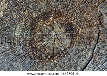 texture of an old rotten tree trunk