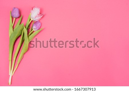 Floral background with tulips flowers on pink pastel background. Flat lay, top view. Woman day background. summer spring tulips flowers background