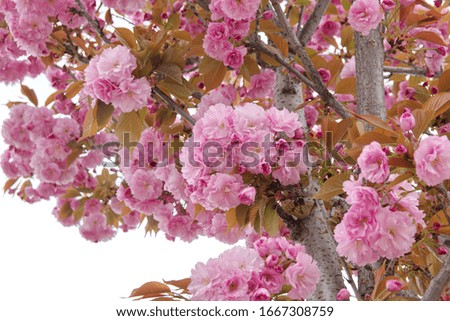 Japanese cherry "Kanzan" with gentle pink flowers, Prunus avium, Prunus serrulata "Kwanzan Cherry"