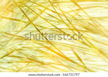 Abstract sunny background
