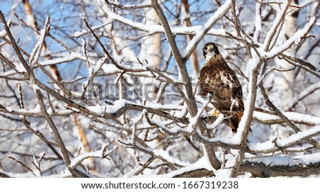 Red-tailed hawk is a bird of prey that breeds throughout most of North America, from the interior of Alaska and northern Canada to as far south as Panama and the West Indies.