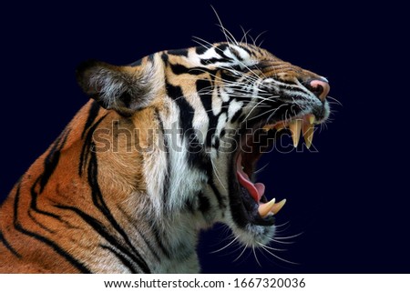 Angry face of sumatran tiger, animal angry, head of tiger sumatera closeup with blue background 