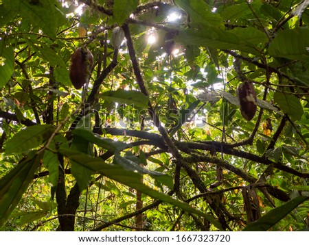 Hike through the Tirimbina rainforest reserve near Puerto Viejo in Costa Rica. Guided tour of an organic cocoa plantation. You can see cocoa pods, cocoa plants, fresh and roasted cocoa beans Royalty-Free Stock Photo #1667323720