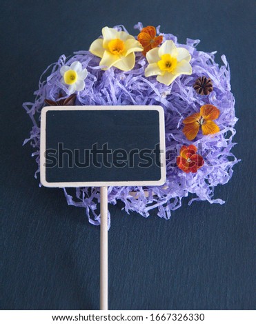 Easter decor with black charkoal  wooden label  yellow narcissus, violet hyacinth, feathers on dark background