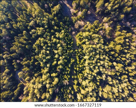 aerial veiw of green alpine forest. drone shot