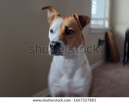 A full face picture of a dog
