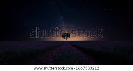 Lonely Tree in lavender field under a sky full of stars