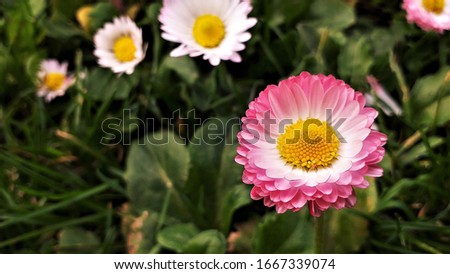 Close up pink flower blooming. photo blur background 