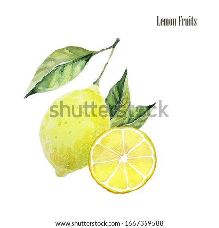 Lemon fruit arrangement illustrations. Botanical watercolor print. Healthy organic food product. Yellow lemon and slice and leaves isolated on white background