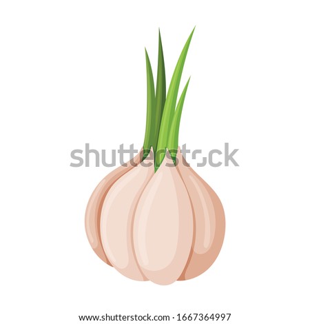 Garlic vector icon.Cartoon vector icon isolated on white background garlic . Royalty-Free Stock Photo #1667364997
