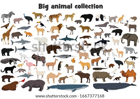 Big animal collection. Set of wild forest, arctic and antarctic, jungle, mountain, african, australian animals, marine mammals, birds, fish. Isolated on white background. Realistic animals. Stock vect