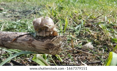 Snail on a branch of tree and grass