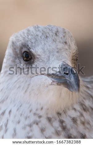 A yellow-legged gull (Larus michahellis) close up portrait