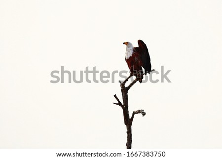 Majestic African Fish Eagle sitting on a tree in South Africa. Photo taken at Kruger National Park.