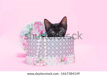 Tiny kitten sitting in pink and gray hat box with white pearls, pink background.